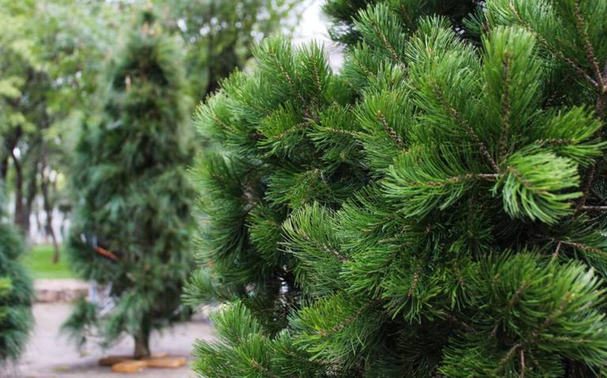 El Zoológico de Morelia canjeará árboles navideños por entradas gratis