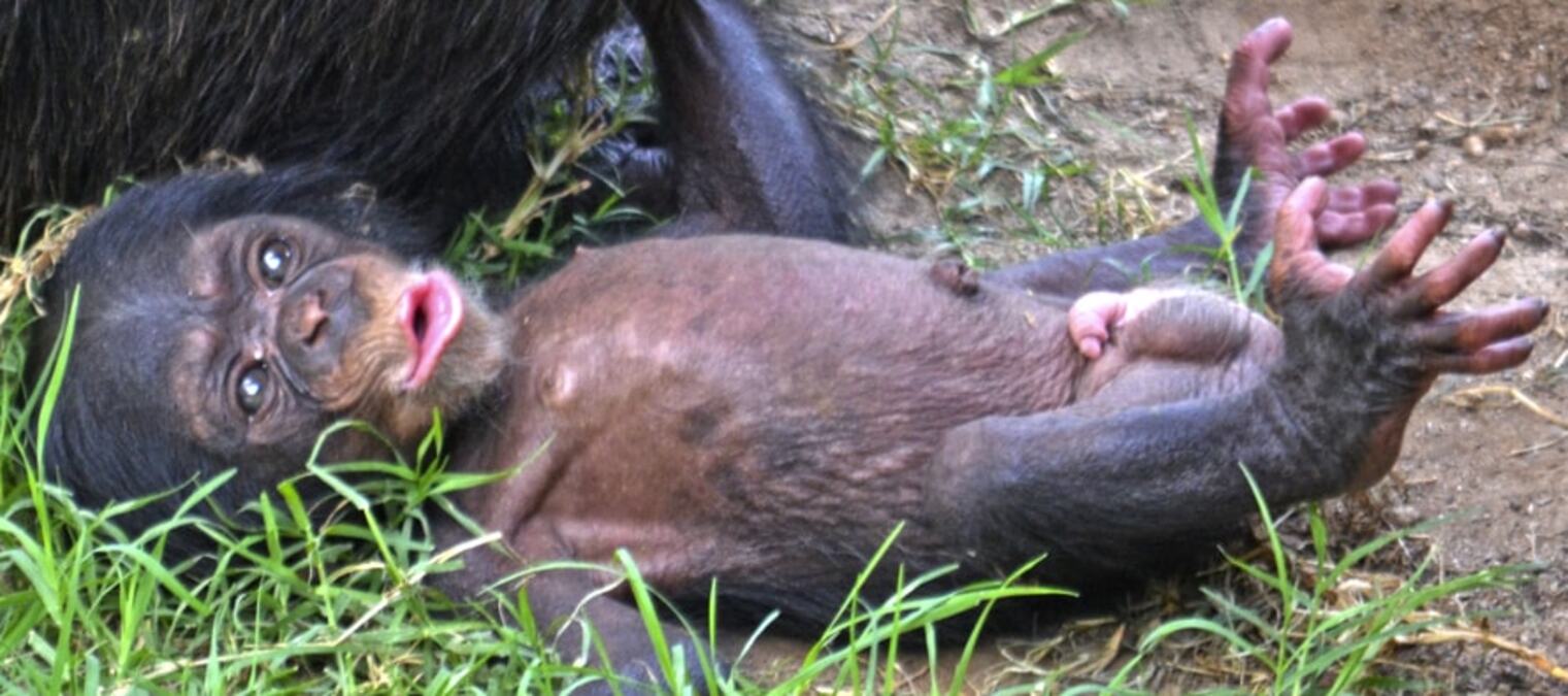 Nace en España cría de chimpancé en peligro de extinción