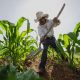 Falta de agua y nula planeación amenazan la producción agrícola en Sinaloa