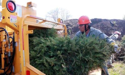 No lo tires: Centros de acopio en la CDMX para reciclar los árboles de Navidad