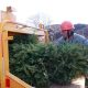 No lo tires: Centros de acopio en la CDMX para reciclar los árboles de Navidad