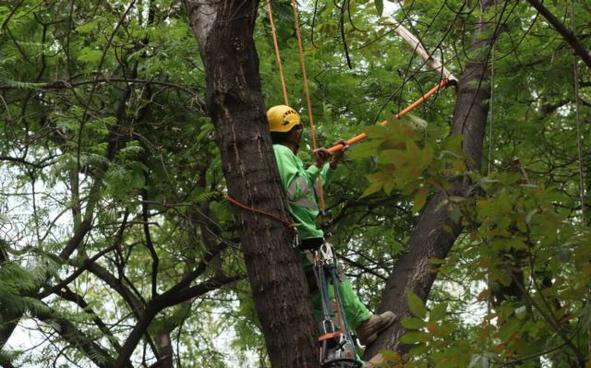Ahora se podrá consultar el estado de salud de los árboles en la Ciudad de México