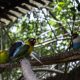 En México está el aviario más grande de Latinoamérica y podría cerrar por falta de recursos
