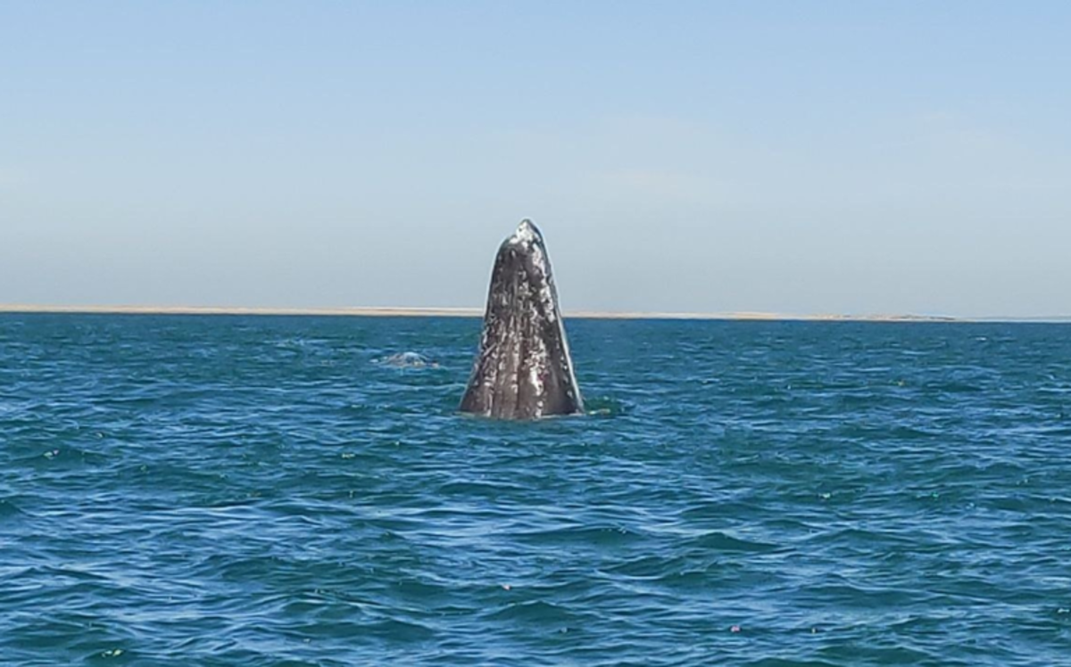 Por mal clima se pospone el banderazo de temporada de ballenas en el Puerto Chale de Baja California Sur