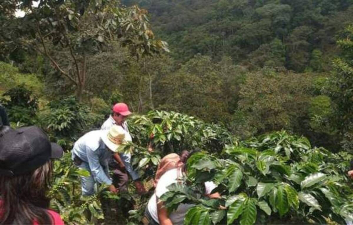 Los cafeticultores de Chiapas se quedan sin cultivos por el acoso del crimen organizado