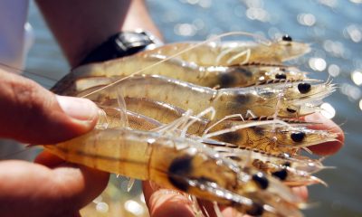 Crisis pesquera: Exportaciones de Mazatlán de camarón podrían caer un 50%