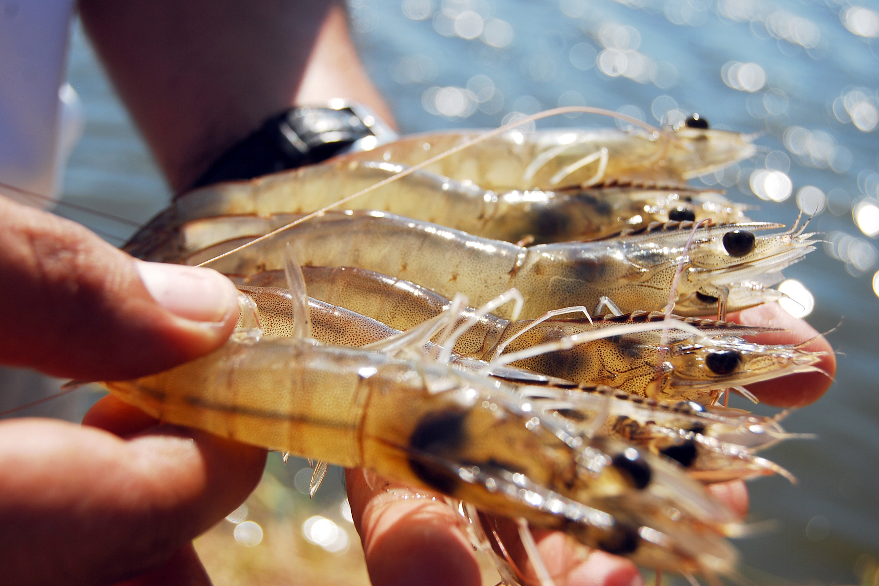 Crisis pesquera: Exportaciones de Mazatlán de camarón podrían caer un 50%