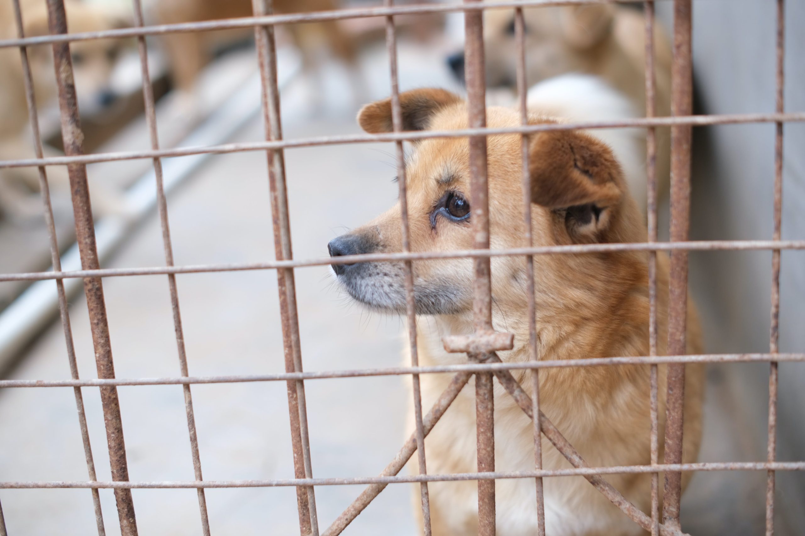 El PT busca que los delitos contra animales se sancionen hasta con 7 años de prisión