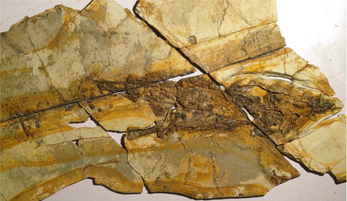 Investigadores avanzan en la identificación de piezas del primer dinosaurio localizado en Venezuela