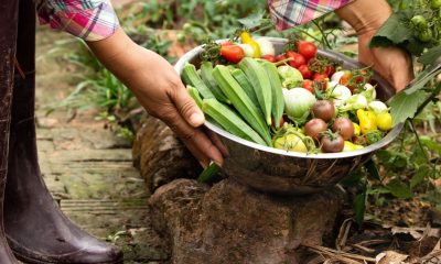 EcoHuerto: Prácticas agrícolas sostenibles para una nueva cultura de alimentación