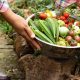 EcoHuerto: Prácticas agrícolas sostenibles para una nueva cultura de alimentación