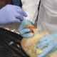 México y Brasil buscan establecer protocolos para evitar la influenza aviar en sus territorios