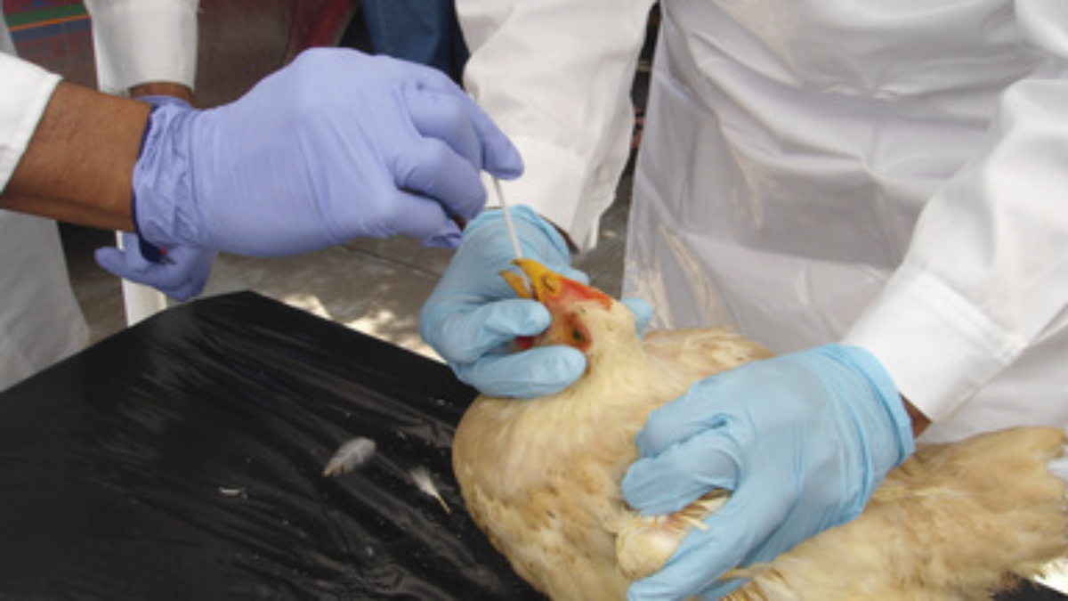 México y Brasil establecerán protocolos para evitar el ingreso de la influenza aviar en sus territorios