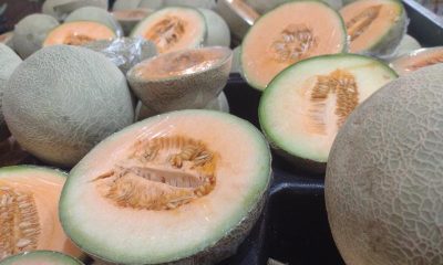 Descartan que melón sonorense causara brote de salmonella en EU y Canadá