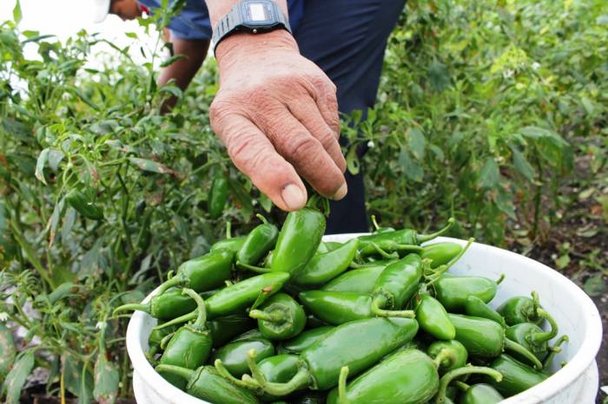Productores de chile en Mazatlán no sacarán ni para los gastos