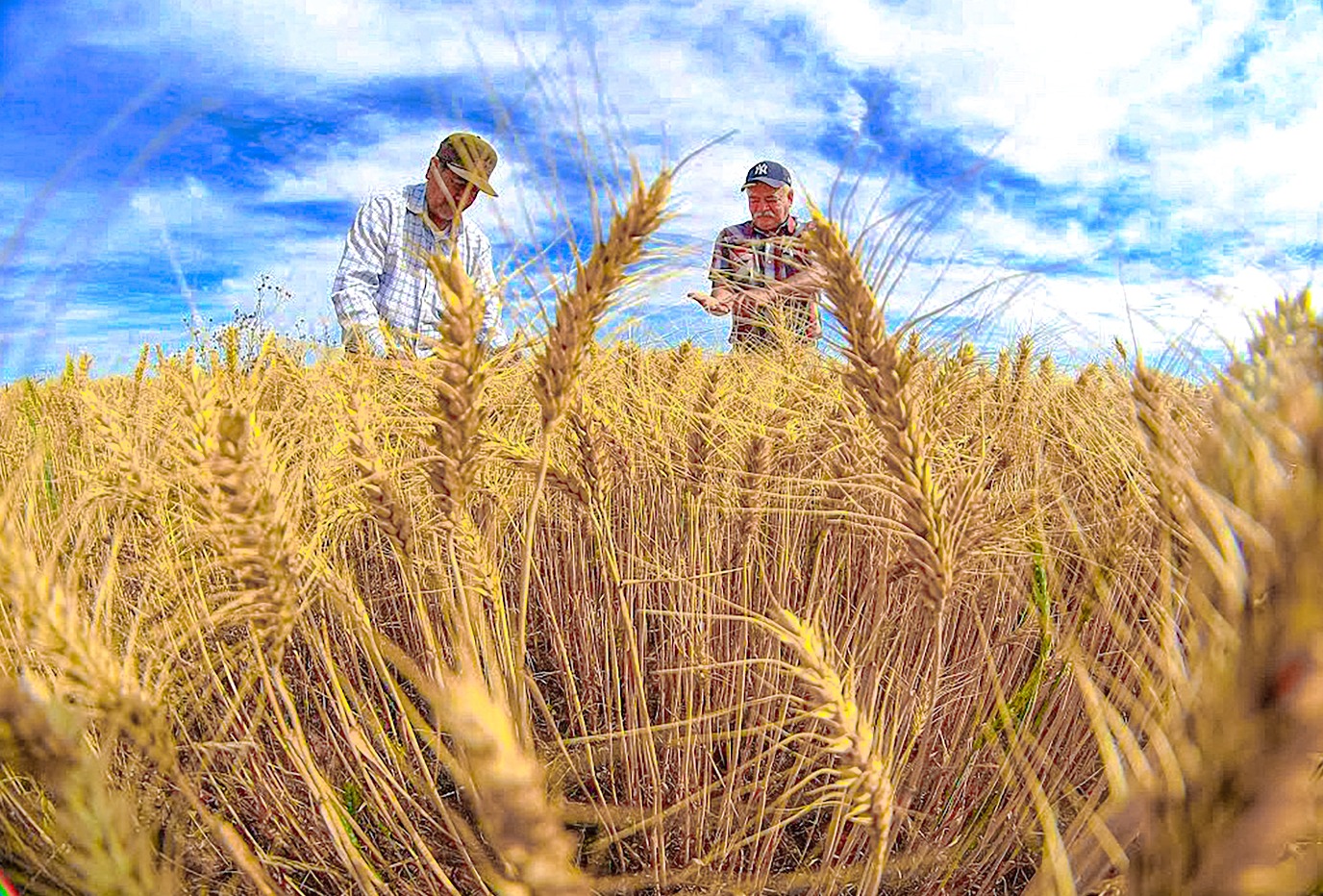 Segalmex dará incentivos a 18 mil productores de trigo en el primer mes del año