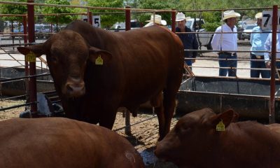 Sonora exporta 271 mil cabezas de ganado a EU y es el segundo lugar nacional en esta actividad