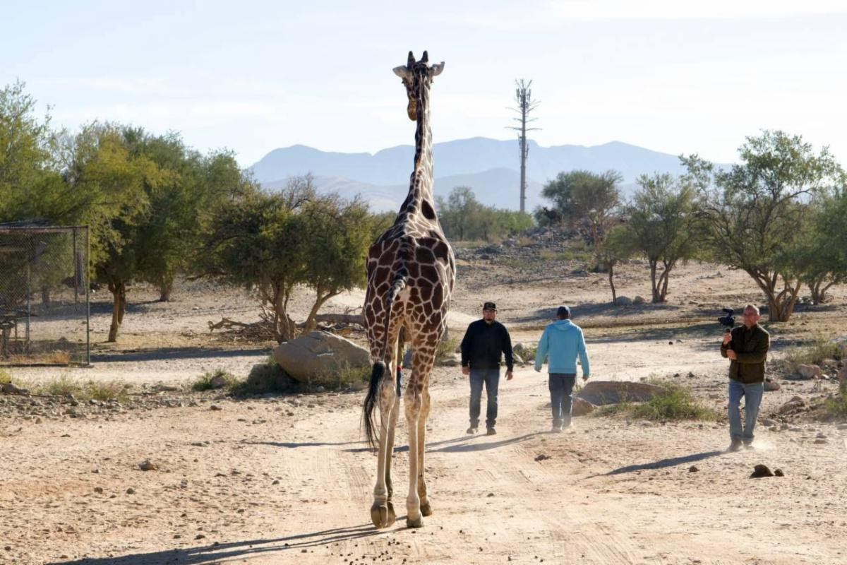 Se jubila la jirafa de Pancho del Centro Ecológico de Sonora