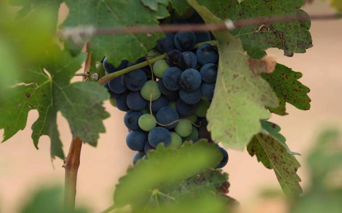 Querétaro se ubica en el lugar 6 en producción nacional de uva