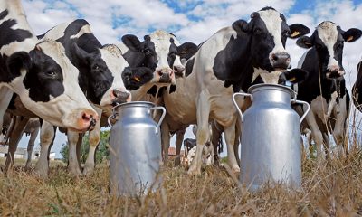 En Zacatecas cae hasta 30% la producción de leche