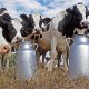 En Zacatecas cae hasta 30% la producción de leche