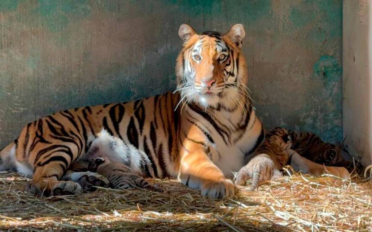 Nacen tres ejemplares de tigre de bengala en África BioZoo de Veracruz
