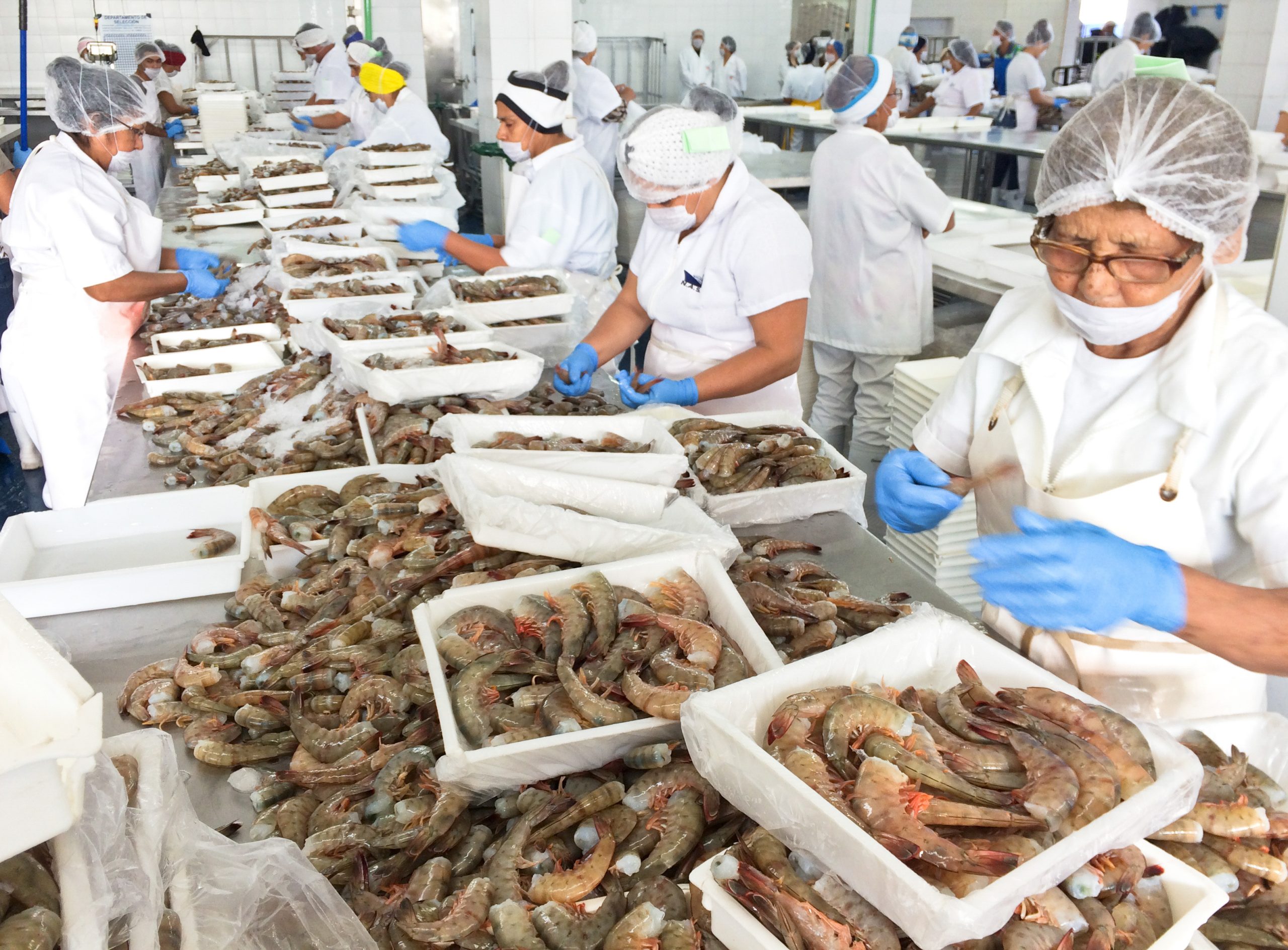 El abasto de pescados y mariscos está garantizada para la temporada de Cuaresma: Sader