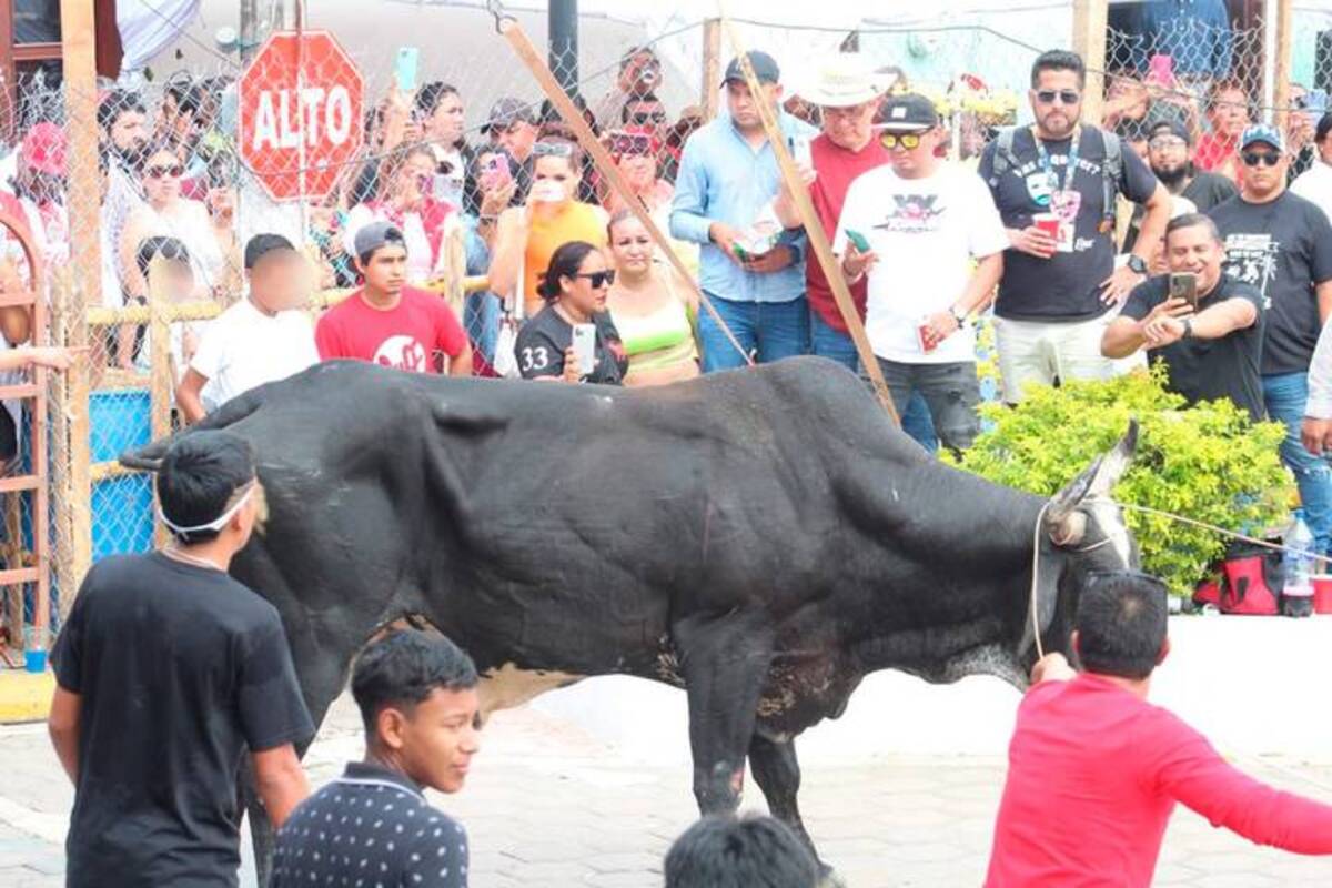 Así fue la suelta de toros en Tlacotalpan por Fiestas de la Candelaria