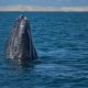 La ballena gris llega a BCS con más hambre que nunca por el cambio climático