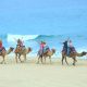 Desde Arabia: Montar a camello en Los Cabos (BCS) es posible