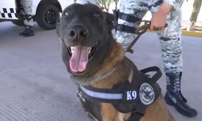En Mexicali proyectan invertir en un binomio canino para buscar desaparecidos