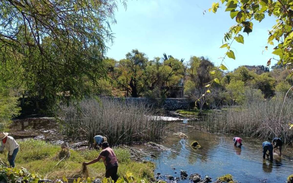 Limpian la Laguna de Hueyapan en Morelos
