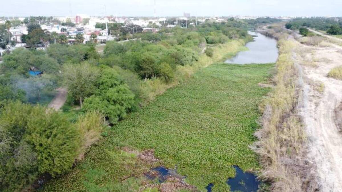 Los cuerpos de agua de Tamaulipas se secan en una plaga de lirio