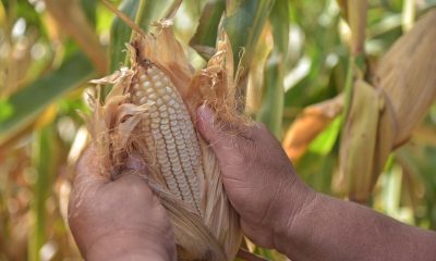 Gobierno federal se mantiene sin definir si se aplicará un programa de compra de maíz 
