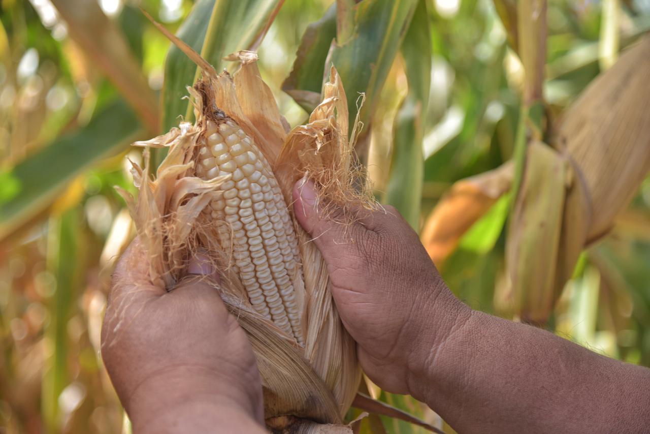 Gobierno federal se mantiene sin definir si se aplicará un programa de compra de maíz 