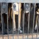 Declaran constitucional el maltrato animal en el Código Penal de Querétaro