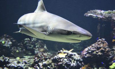 Tiburones: Conocer y entender mejor a esta longeva especie