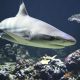 Tiburones: Conocer y entender mejor a esta longeva especie