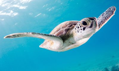 Pescadores cuestionan acuerdo de protección a tortuga caguama en el Golfo de Ulloa