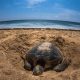 Cinco oasis para la conservación de tortugas marinas en los que te puedes hospedar