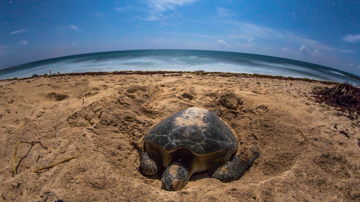Cinco oasis para la conservación de tortugas marinas donde puedes hospedarte