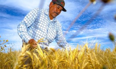 En Mexicali alrededor de 50 mil toneladas de trigo no recibirán apoyo de Segalmex
