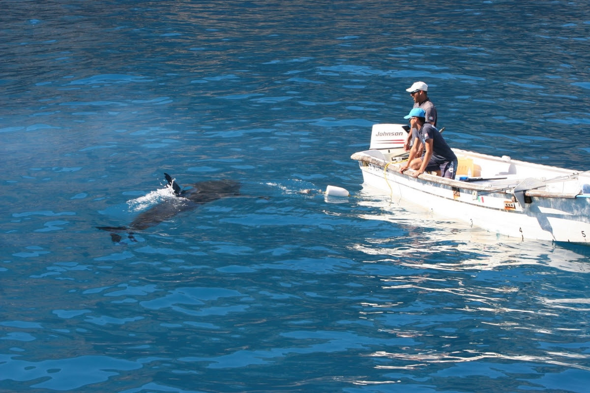 Capacitarán a buzos y pescadores en Sonora ante la presencia de tiburones