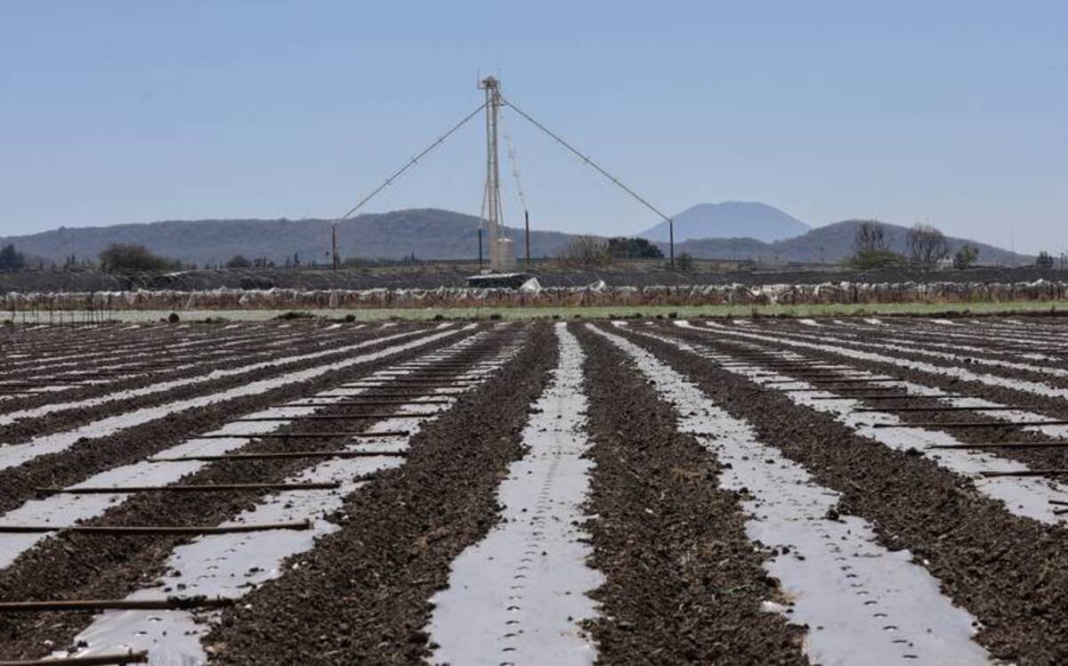 Disminuye el cultivo de fresa en Zamora, Michoacán, a causa del cambio climático