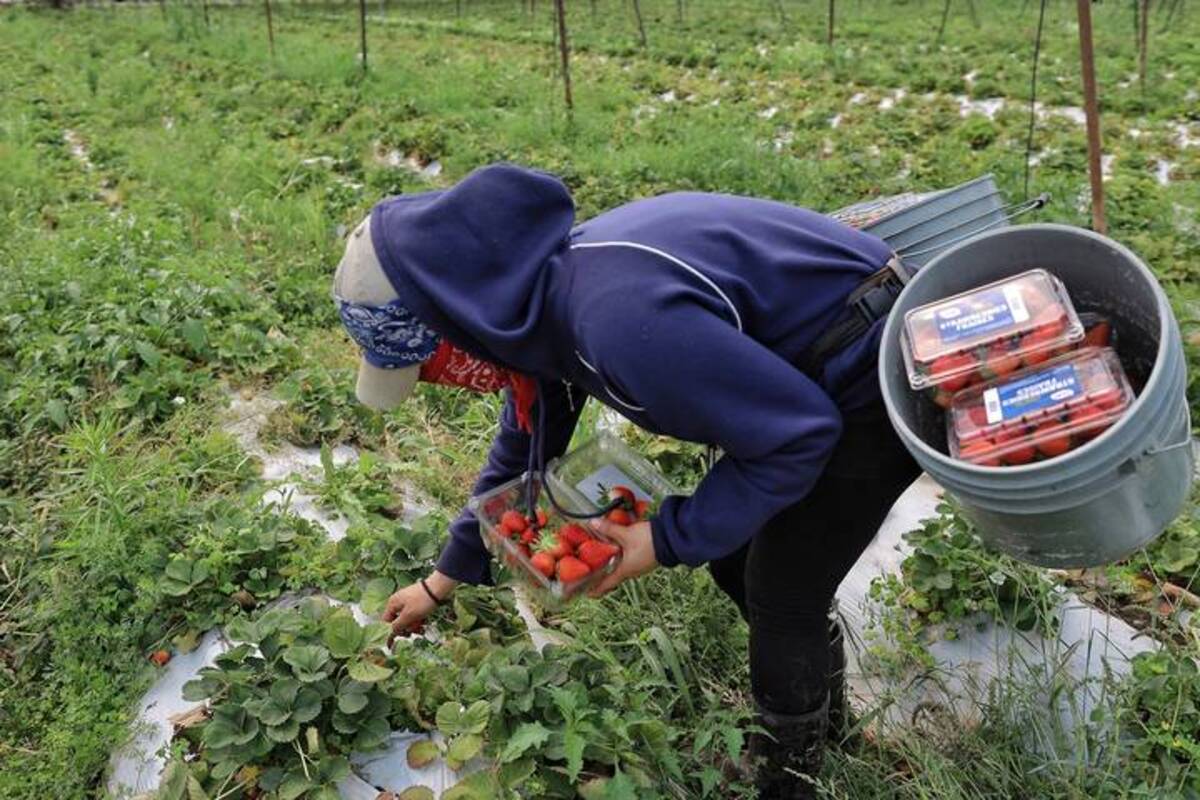 Las mujeres ganan terreno en la cosecha de fresas en Michoacán, pero reciben menos paga que los hombres