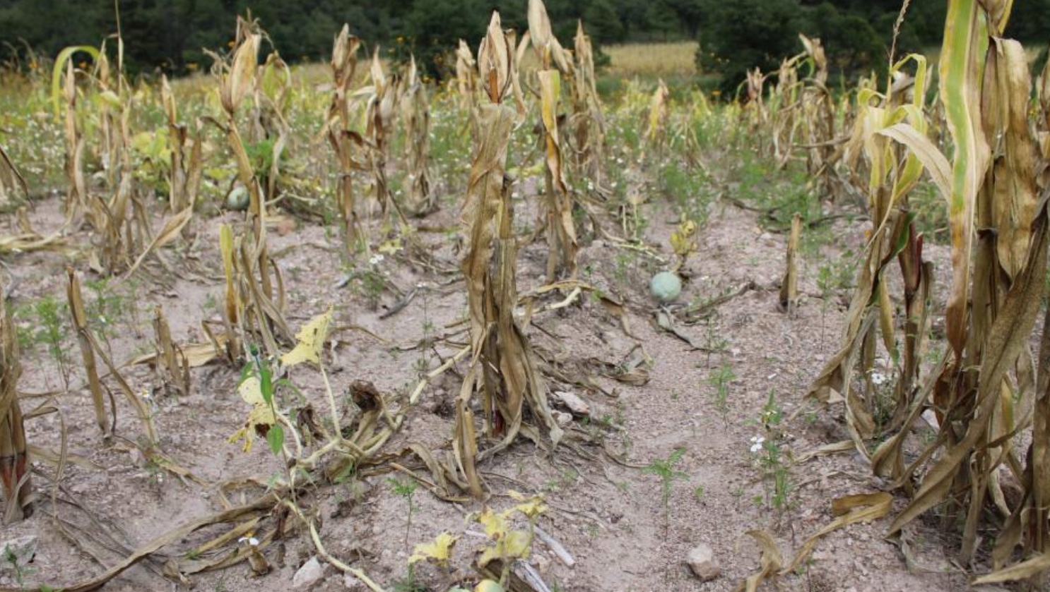 En Sinaloa, el 65.9% de la agricultura reportó pérdidas por sequía