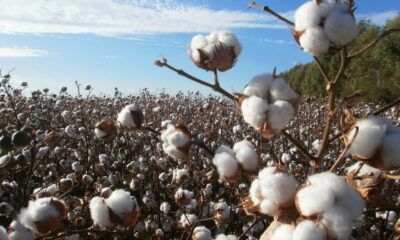 Productores de Chihuahua asegura que hay agua suficiente para cultivo de algodón