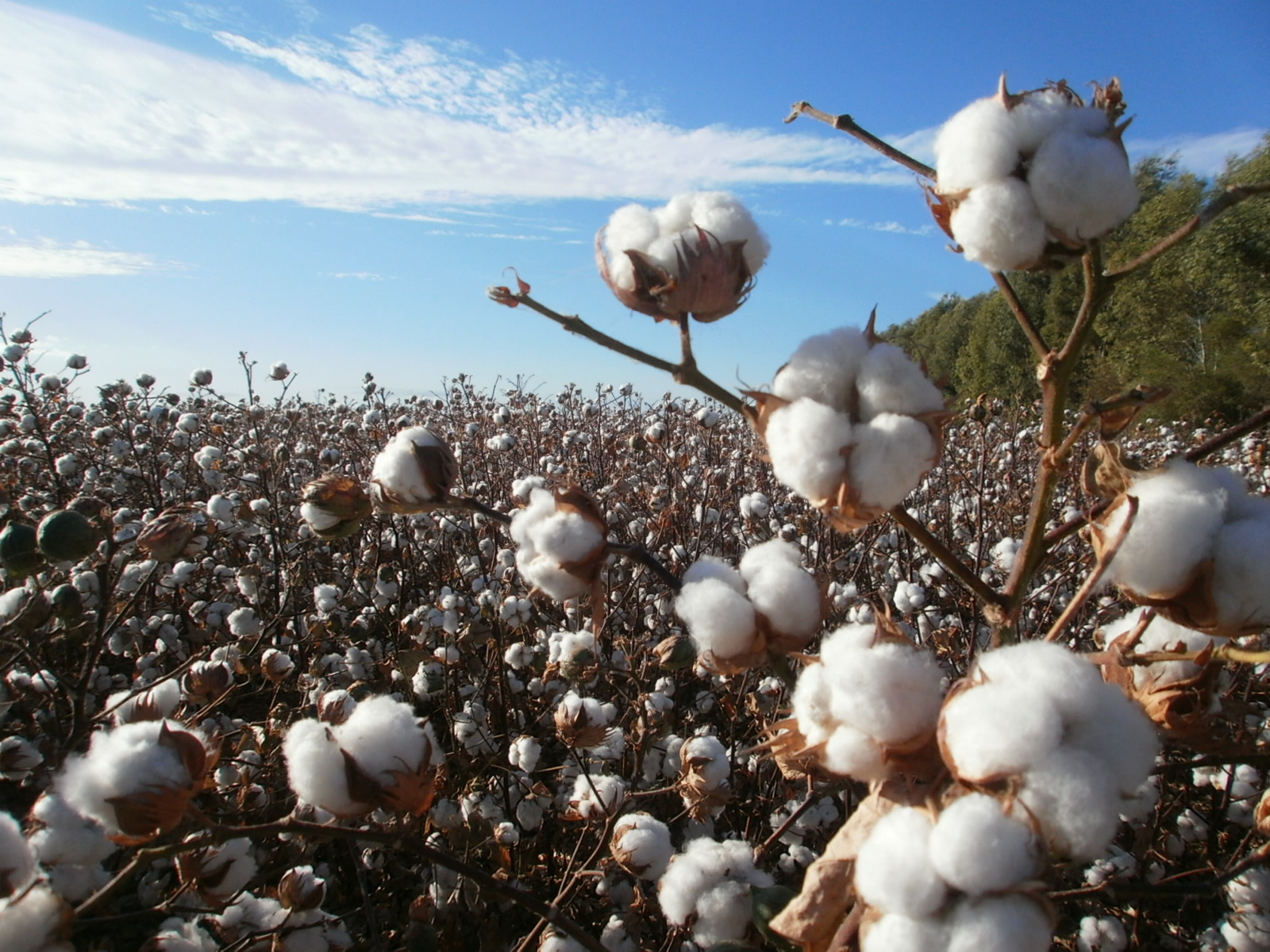 Productores de Chihuahua asegura que hay agua suficiente para cultivo de algodón