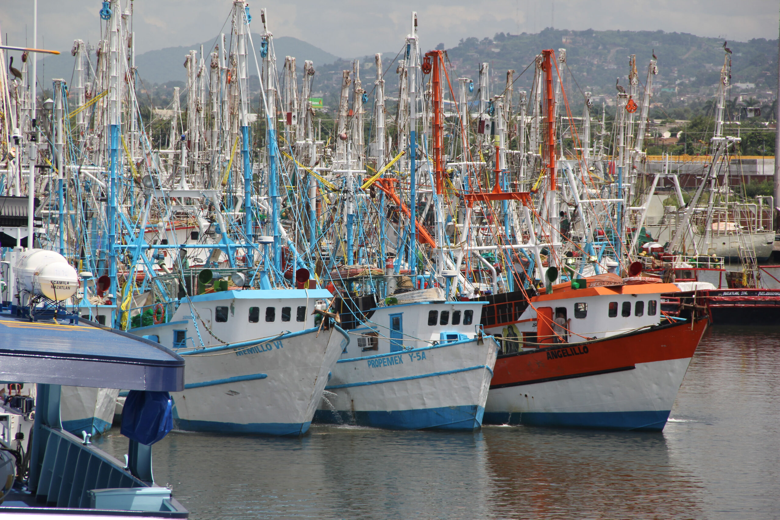 Los productores pesqueros y acuícolas dicen que el abasto de camarón está garantizado en la cuaresma