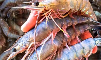 No redituable: El precio del camarón de exportación cae un 40%